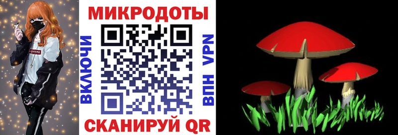 Псилоцибиновые грибы Psilocybe  Злынка 